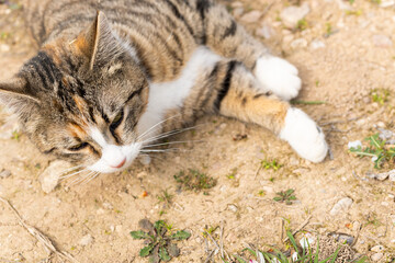 Horizontal image, portrait of a cat lying in a field on a cloudy day.