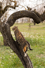 Vertical image of a cat climbing a tree, to get a better view for hunting, on a cloudy day.