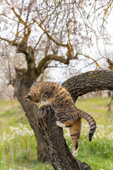 Vertical image of a cat climbing a little higher up the tree, to have a better view for hunting, on a cloudy day.