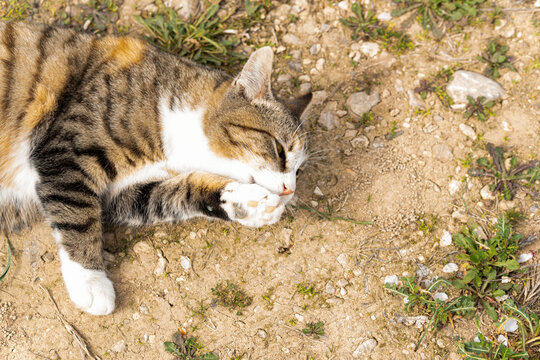 Horizontal image of a cat lying in a field on a cloudy day.