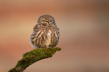 Little owl ( Athene noctua ) close up