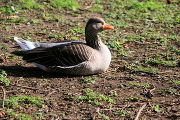 A close up of a Greylag Goose