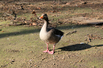 A close up of a Greylag Goose