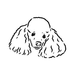 Sketch of poodle. Dog breed. Black outline on transparent background