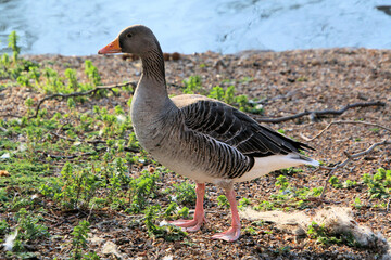 A close up of a Greylag Goose