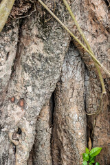 Rootstock or trunk of an aged banyan tree inside of a forest close up