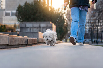 Girl with cute Maltese dog outdoors on sunny day, closeup