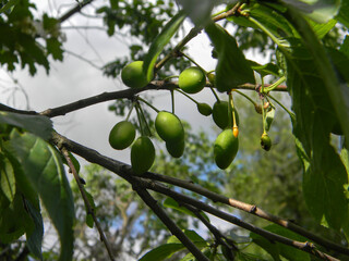 ripe plum fruits on a tree in summer