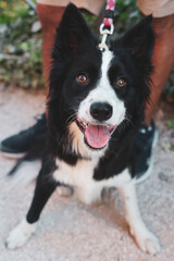 Happy dog looks at the photographer. Young Border Collie poses for a photograph. Love for animals and friendship. Joyful dog on a leash looks at its owner.