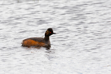 Black-necked grebe on the lake on a cloudy day