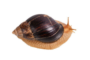 big snail Achatina isolated on white background. view from above