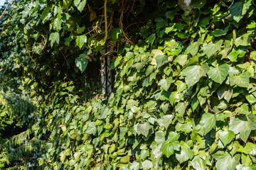 Dark green leaves of common ivy Hedera helix, or European ivy, English ivy, on brick walls of outbuilding. Ivy leaves decorate walls of buildings. Evergreen landscaped garden. Nature for design.