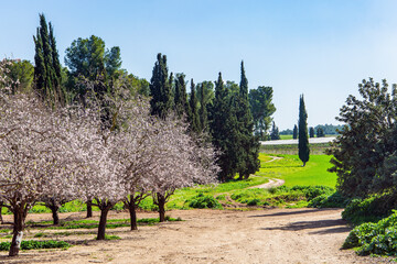Fototapeta na wymiar The edge of almond tree garden