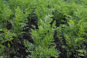 Young carrot plant sprouts grow on farm garden bed. Growing organic carrot crop - vegetables sprouts on farm field. Green carrot plant row growing. Vegetable plant crop closeup in agriculture field