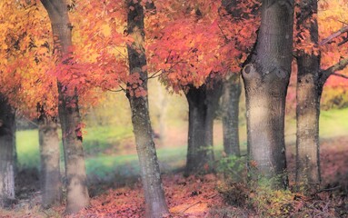 Tronchi e foglie d'autunno