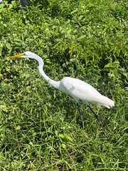 Great white egret florida everglades