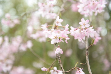 Blurred cherry blossoms in the background