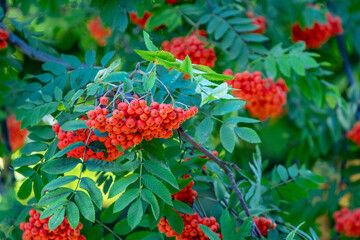 Red rowan berries in summer on a tree
