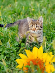 Little cute striped kitten in the garden near the sunflower flower