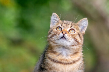 Small kitten with an inquisitive look on a background of green grass, portrait of a kitten on a blurred background