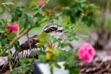 Bush stone-curlew watching from the bushes