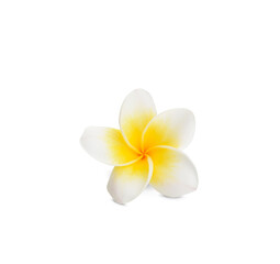 beautiful white plumeria rubra flower isolated on White background