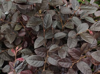 Loropetalum chinense f. rubrum 'Fire Dance'