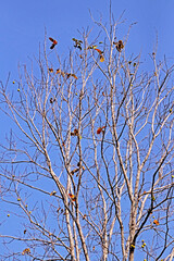 The branch in blue sky