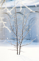 Winter landscape. Alone tree close up