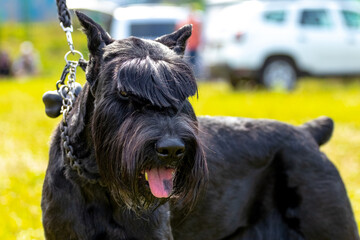 Portrait of a black shaggy dog breed giant Schnauzer (riesenschnauzer)