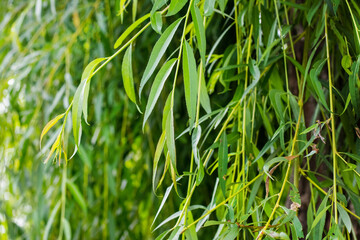 Hanging willow branches with green leaves. Background from green willow leaves