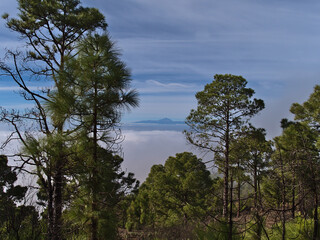 Obraz premium Beautiful view through a forest of Canary Island pine trees (Pinus canariensis) in Tamadaba Natural Park in the mountains of Gran Canaria, Spain.
