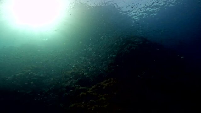 Under Water Film Footage - Large school of fish passing over coral reef with the sun breaking through from the surface at Sail Rock Island - part 2 - Thailand