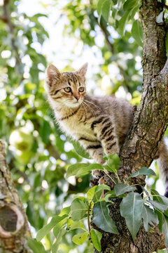 Small striped kitten in the garden on a tree