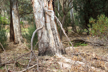 eucalyptus trees and shrubs in australian bushland