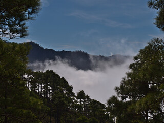 Obraz na płótnie Canvas View of rising clouds in a forest of Canary Island pine trees (Pinus canariensis) in Tamadaba Natural Park in the mountains of Gran Canaria, Spain.