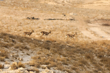 mountain gazelle stands, against a blurred background. In the Deer Valley Nature Reserve,...