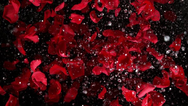 Super slow motion shot of explosion red rose petals and water drops isolated on black at 1000 fps.