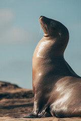 Fototapeta premium sea lion on the beach
