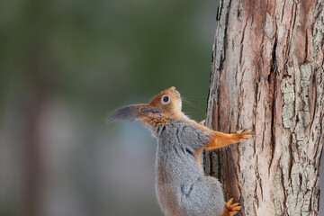 Red squirrel sitting on a tree branch in winter forest and nibbling seeds on snow covered trees background..
