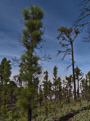 View of a recovering forest of Canary Island pine trees (Pinus canariensis) with new green shoots in Tamadaba Natural Park in Gran Canaria, Spain.