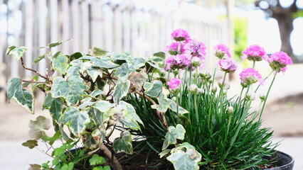 flowers in the garden