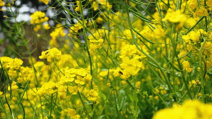 Obraz premium field of yellow flowers