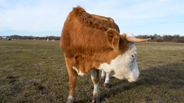 Close up cow standing in pasture, lick nostrils and hair with tongue, cattle life in free range breeding, sunny early spring day