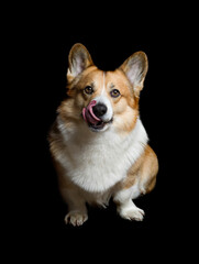 portrait of a pembroke corgi dog on a black background licking his nose