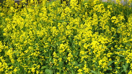 yellow field of green