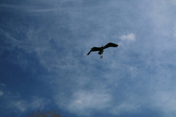 A close up of a Grey Heron in flight