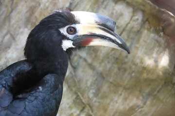 Close up Wreathed Hornbill Bird , Rhyticeros undulatus