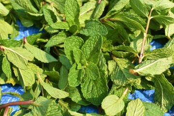 Fresh Green Mint leaves background