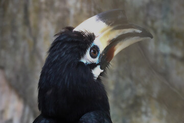 Close up Wreathed Hornbill Bird , Rhyticeros undulatus